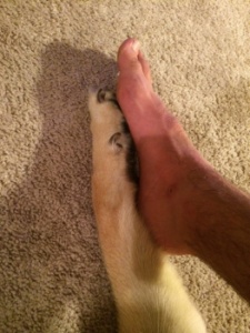 Dog Paw and human foot