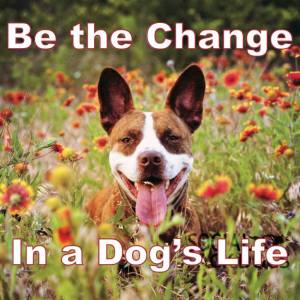 It took a long time, but beautiful Leyla found her forever home just a few days ago.  Please, help others find loving forever homes too!
