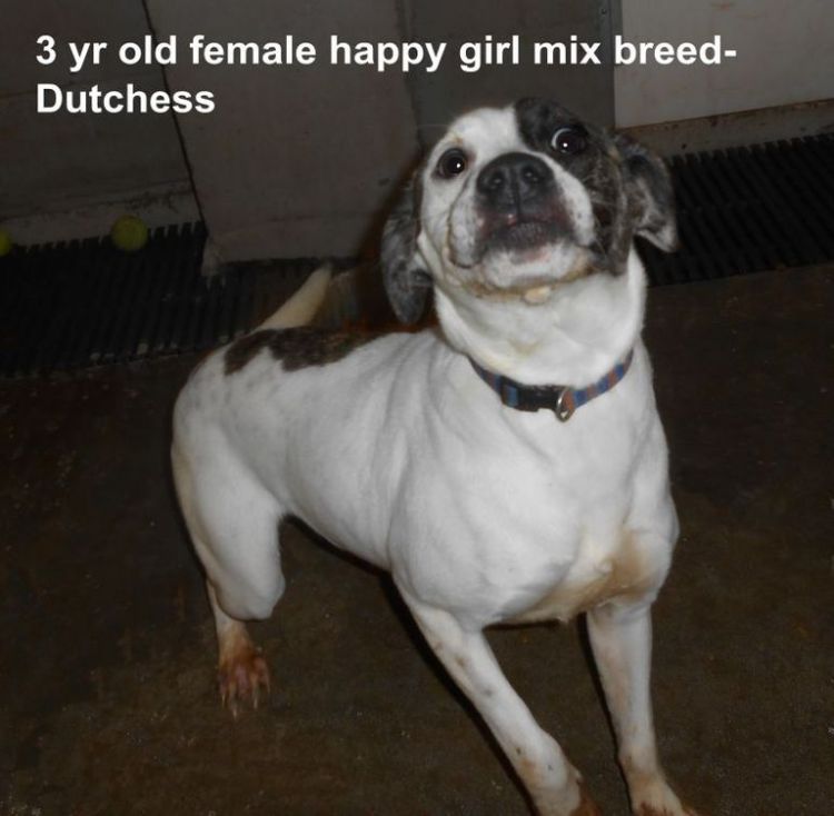 Dutchess needs a kingdom, NOW!