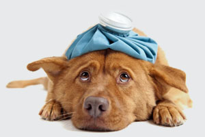 Ice packs make everything better.