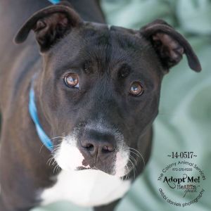 Molly urgently needs a home of her own!