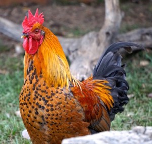 Napoleon lives in Colorado, USA.