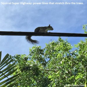 squirrel 2