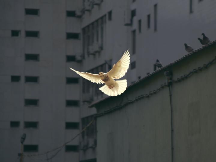 Dove in flight